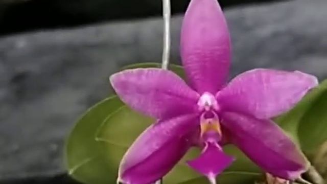 Phalaenopsis Jennifer Palermo x lueddemanniana смотреть онлайн