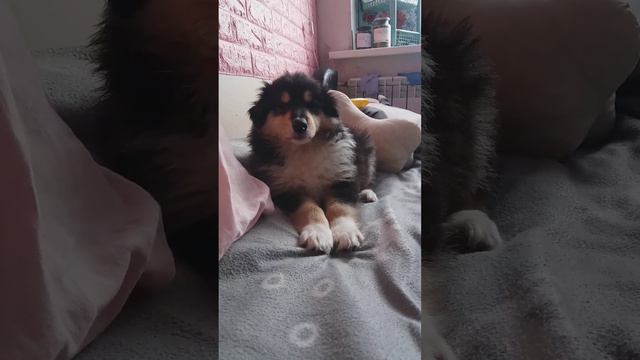 щенок Альмы колли. 2 месяца. 29.08.'23. Спб.