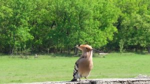Пение Удод Голоса птиц Потрясающая птица!
