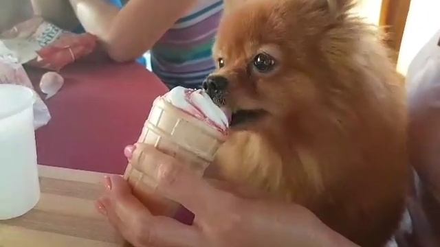 Собака ест мороженое "Ангария" смотреть онлайн