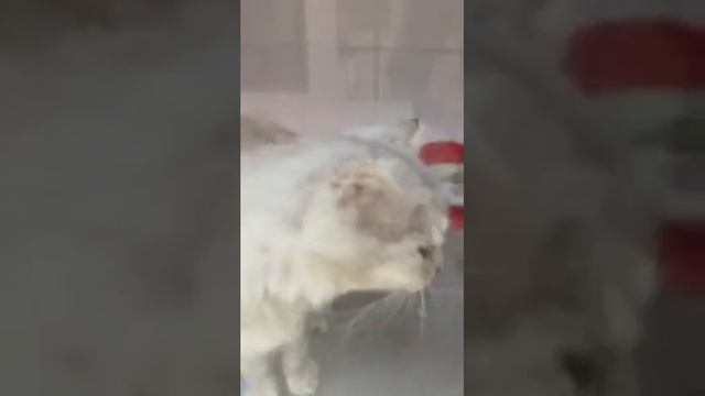 Лакки, очень благодарный котик... смотреть онлайн