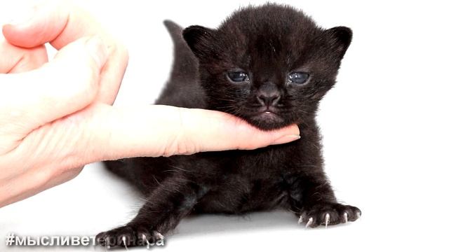 ШОК! КОТУ ПРЫСНУЛИ ПАРФЮМ В ГЛАЗА! ЧТО БУДЕТ? смотреть онлайн