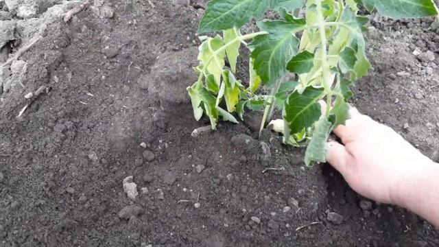 Высадка томатов в открытый грунт . Выращивание томатов без лишних хлопот . смотреть онлайн