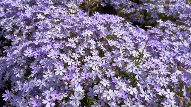 THE COLORFUL CARPETED FLOWER FIELDS OF JAPAN 羊山公園 芝桜の丘 смотреть онлайн