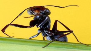 Развивающее видео для детей. Рассказываем детям про насекомых.