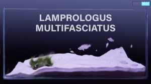 Мой маленький аквариум. Карликовые цихлиды озера Танганьика Lamprologus multifasciatus.