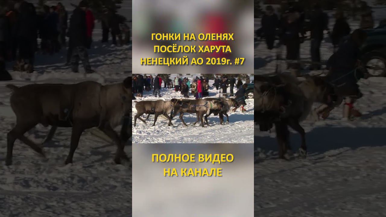 ГОНКИ НА ОЛЕНЯХ DEER RACES 7 SHORTS #SHORTS смотреть онлайн