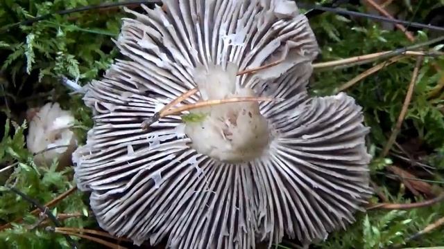 Ложная Рядовка Серая. Как распознать. Грибы в лесу. смотреть онлайн