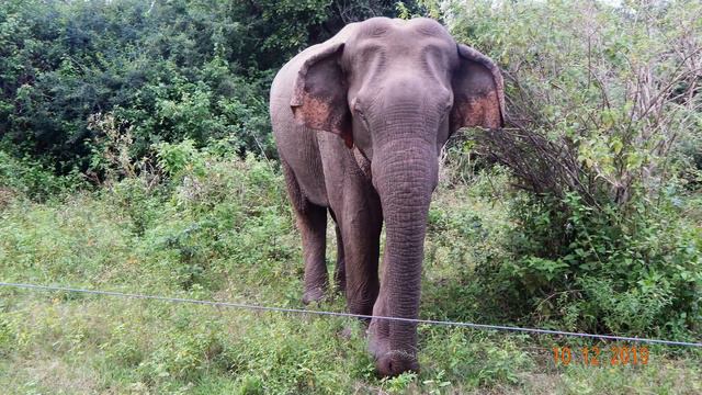 ПУТЕШЕСТВИЕ ПО ШРИ-ЛАНКЕ смотреть онлайн