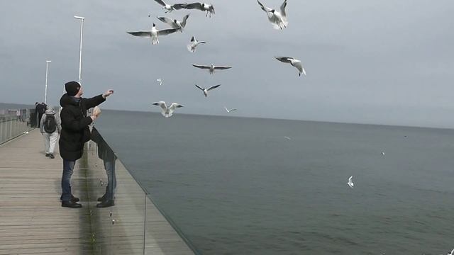 Чайки над Балтикой/Seagulls Over The Baltic Sea смотреть онлайн