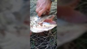 Рыбалка на Мостовом, возле Харитоново, Алтайский край