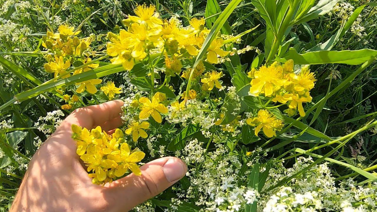 Как собирать средство от ковида? смотреть онлайн