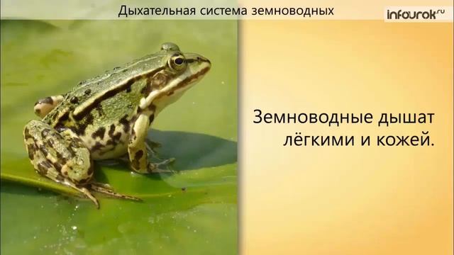 Органы дыхания и газообмен | Биология 7 класс #49 | Инфоурок смотреть онлайн