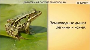 Органы дыхания и газообмен | Биология 7 класс #49 | Инфоурок