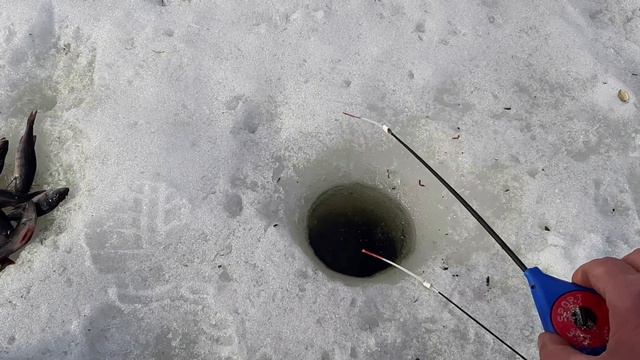 клёв окуня со льда в подмосковье затопило лес смотреть онлайн