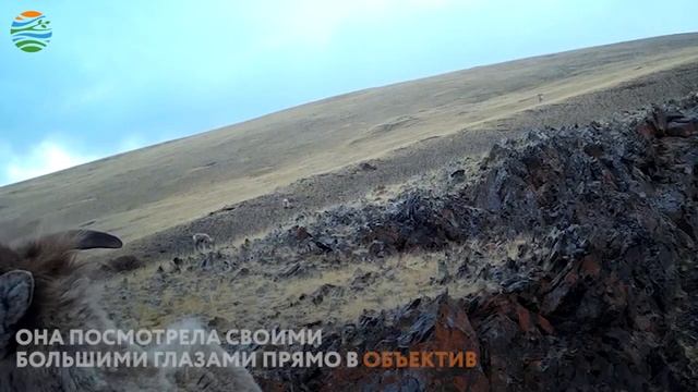 Самка горного барана заглянула в объектив фотоловушки смотреть онлайн