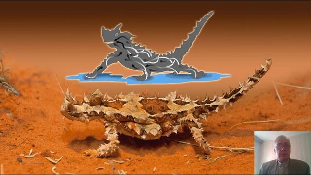 Выпуск 1. Молох. Рубрика "Удивительные животные планеты Земля" смотреть онлайн