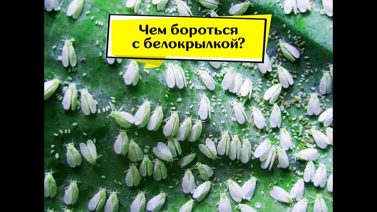 Обработка пеларгоний (Teppeki) от белокрылки . смотреть онлайн