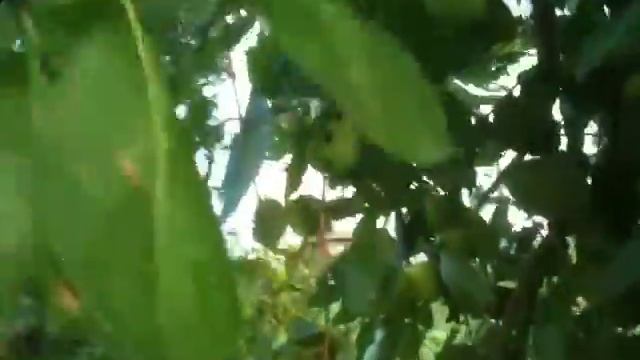 Яблоня Солнцедар. смотреть онлайн