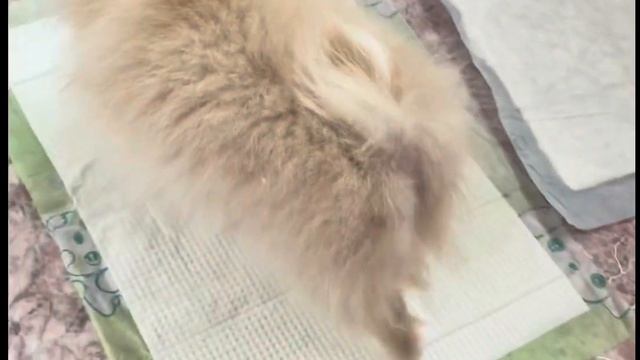 Приучить шпица к пеленке на балконе!!!Шпиц Ева 3 месяца смотреть онлайн