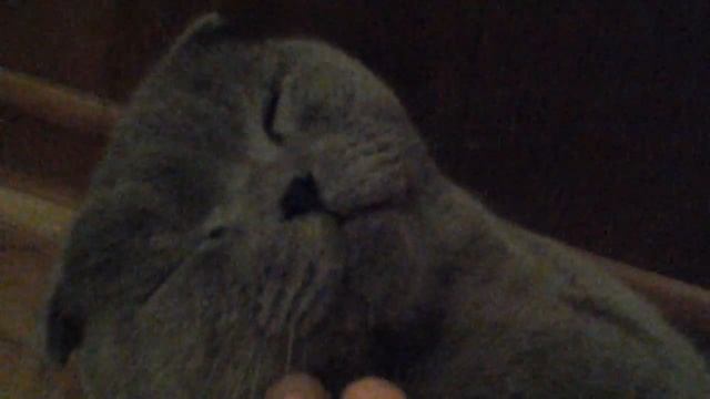 Мой домашний любимиц коток британско вислоухой породы смотреть онлайн