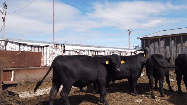 Бычки 2019 года в Северном Казахстане - AAT 2019 ai bulls смотреть онлайн