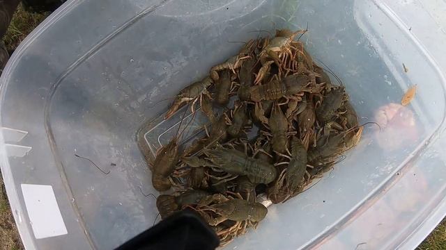 Ловля рака на гармошки реальный улов. смотреть онлайн