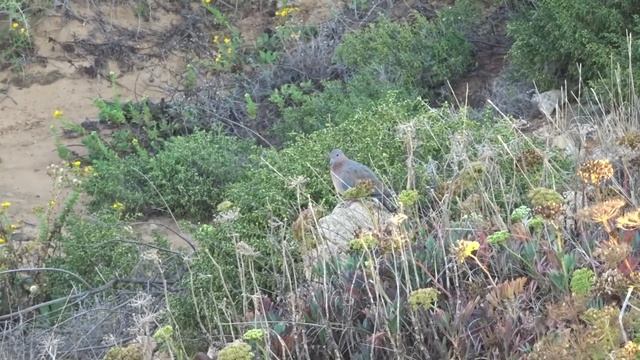 Горлицa малая Streptopelia senegalensis. смотреть онлайн