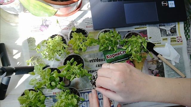 Укоренение черенков лобелии от начала до появления корешков смотреть онлайн