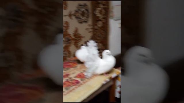 Голуби Евгения Родина.Декоративные голуби. смотреть онлайн