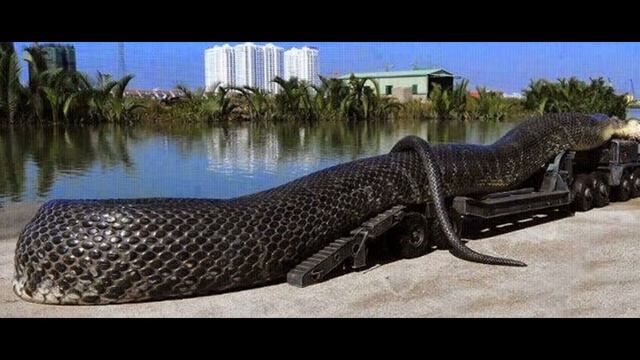 самая огромная змея смотреть онлайн