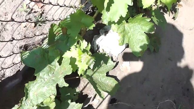 Для вызревания лозы смотреть онлайн