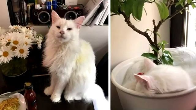 Девушка купила белого котёнка мейн-куна, но она и представить не могла кем окажется этот зверёк смотреть онлайн