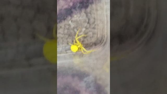 Жёлтый цветочный паук смотреть онлайн