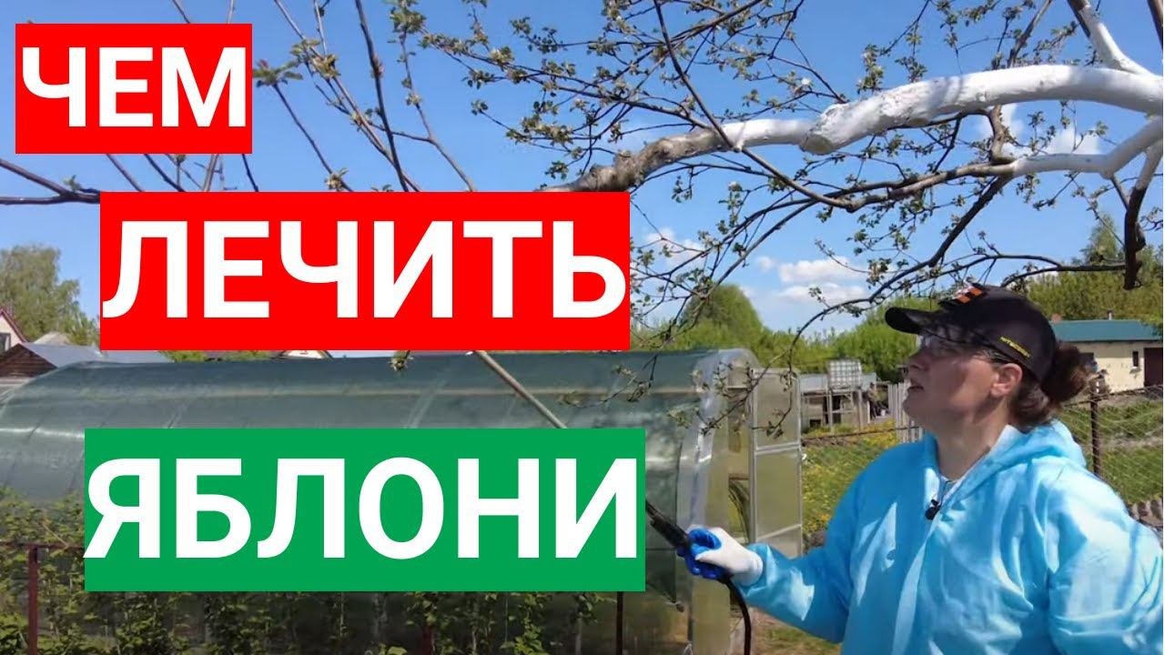Все болезни яблонь как рукой снимает! Чем обработать яблони после цветения. смотреть онлайн