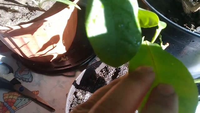 ?Мои комнатные цветы.?Обрезка лимона.? смотреть онлайн