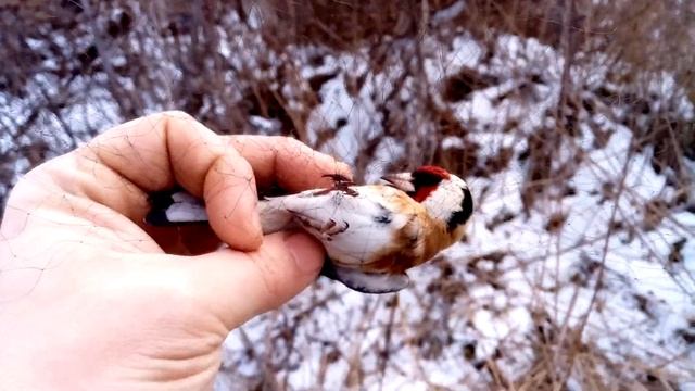 Ловля певчих птиц. Щеглы на новом месте. смотреть онлайн