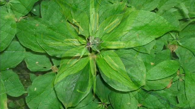 Ядовитое растение. Вороний Глаз. смотреть онлайн