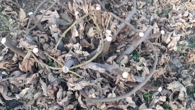 Обрезка и укрытие на зиму кустов инжира . смотреть онлайн