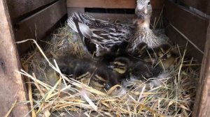 Дикая утка Кряква с утятами.