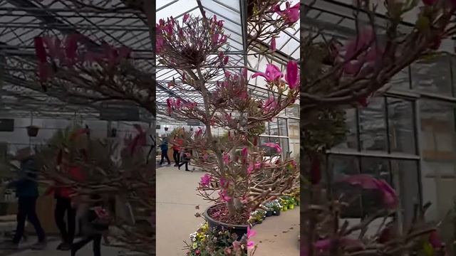 ?Одно из древнейших растений на Земле. смотреть онлайн