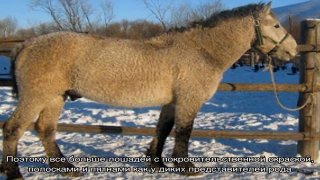 Значение забайкальской породы лошадей для сельского хозяйства смотреть онлайн