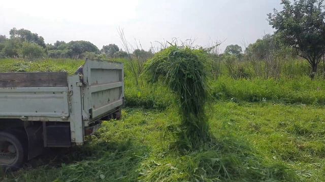 Погода жаркая.Сенокос.Прогулка на озеро. смотреть онлайн