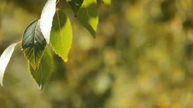 МУЗЫКА ДЛЯ СНА ПИАНИНО • РЕЛАКС.СПОКОЙНАЯ КРАСИВАЯ МЕЛОДИЯ.НОВИНКИ МУЗЫКИ.СЛУШАТЬ МУЗЫКУ БЕСПЛАТНО. смотреть онлайн