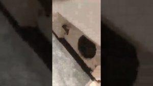 Финальный Тест Стиральной Машины Bosch Maxx4 чистка фильтра уловителя