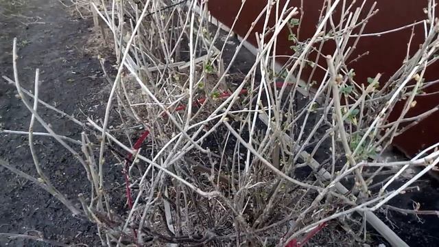 4 ВАЖНЫЕ ПОДКОРМКИ ВЕСНОЙ для крупного урожая смородины и крыжовника! смотреть онлайн