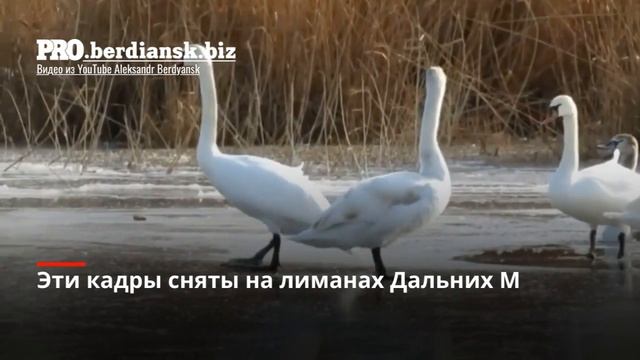ЛЕБЕДИ ЗИМУЮТ НА ЛИМАНАХ В БЕРДЯНСКЕ 2021 смотреть онлайн