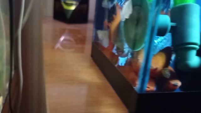 Меченосец брокколи самцы и маточные самки #swordtail #velifera #molly смотреть онлайн