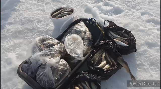 Рыбалка 14 апреля 2024 база Осадчего, Охотское море смотреть онлайн