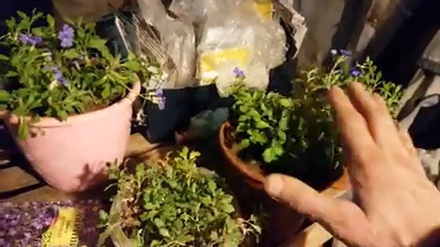 обриета из семян. посадка обриеты семенами.обриета. обриета как сажать на рассаду.mp4 смотреть онлайн